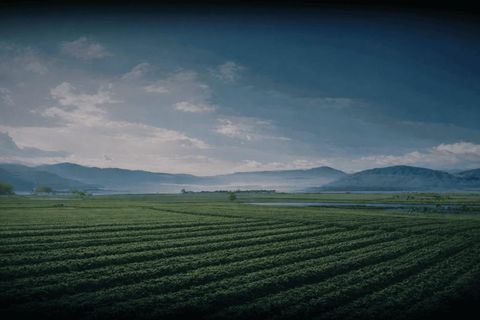 Grower in field